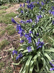Hyacinthoides