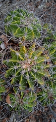 Ferocactus flavovirens