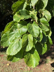 Croton sylvaticus