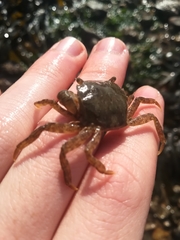 Hemigrapsus takanoi