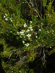 Erica margaritacea
