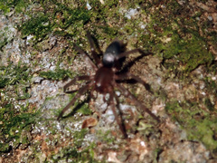 Hypodrassodes maoricus