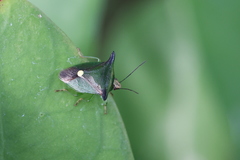Anaca fasciata