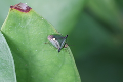 Anaca fasciata