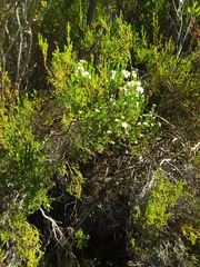 Erica margaritacea