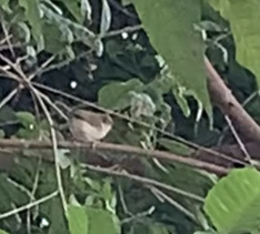 Fulvetta