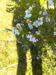 Erica margaritacea