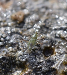 Gerromorpha