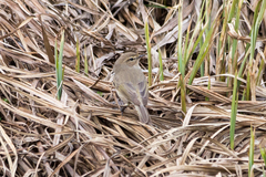 Phylloscopus collybita