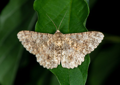 Racotis boarmiaria
