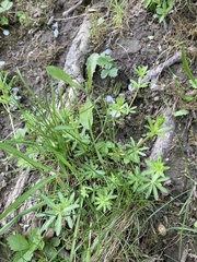 Galium sylvaticum