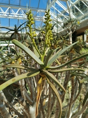 Aloidendron