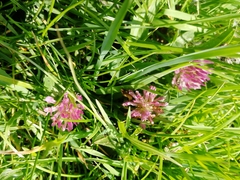 Trifolium pratense