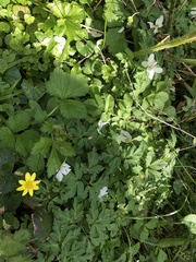Anemonoides nemorosa
