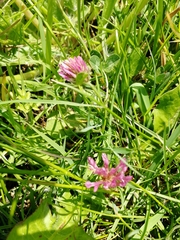 Trifolium pratense