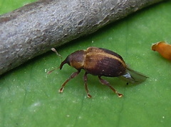 Lignyodes enucleator