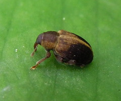 Lignyodes enucleator