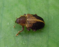Lignyodes enucleator