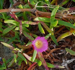 Carpobrotus glaucescens
