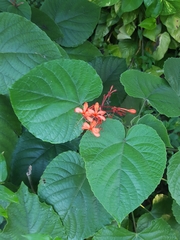 Clerodendrum speciosissimum