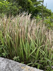 Imperata