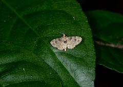 Gymnoscelis admixtaria