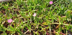 Carpobrotus glaucescens