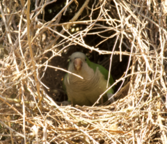 Myiopsitta monachus