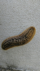 Phyllocaulis soleiformis