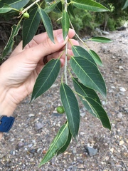 Ficus pertusa