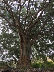 Ficus pertusa