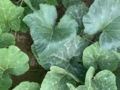 Cucurbita