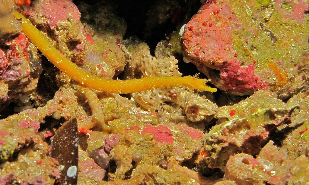 Brock's Pipefish