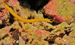 Brock's Pipefish photo 1