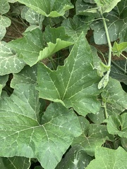 Cucurbita