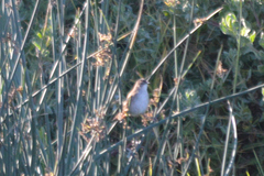 Bradypterus baboecala