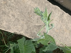 Cucurbita