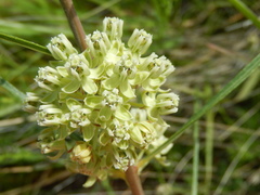 Asclepias stenophylla