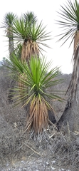 Yucca periculosa