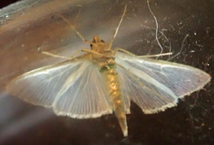 Palpita margaritacea