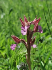 Anacamptis papilionacea papilionacea