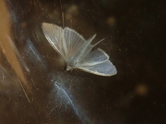 Palpita margaritacea