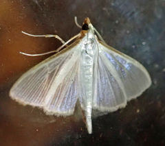 Palpita margaritacea