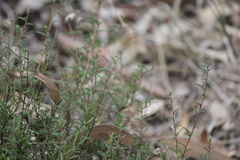 Hibbertia exutiacies