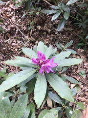 Rhododendron ponticum