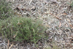 Hibbertia exutiacies