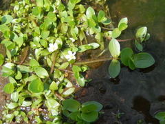 Bacopa rotundifolia