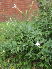 Rhinacanthus gracilis
