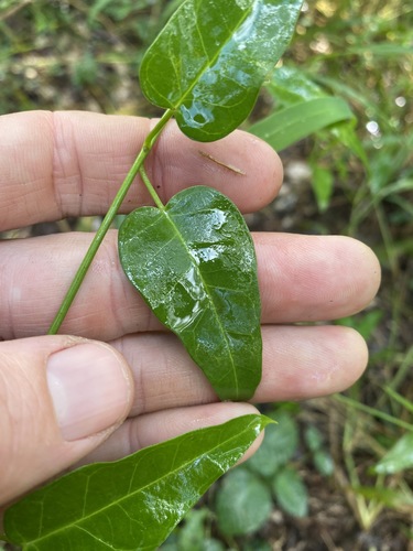 Image of Vincetoxicum ovatum by (c) Greg Tasney, some rights reserved (CC BY-SA)