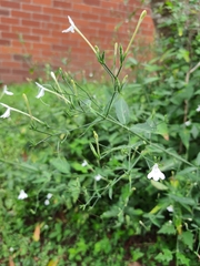 Rhinacanthus gracilis